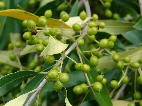 Indian olive image by Forest and Kim Starr via Flickr.