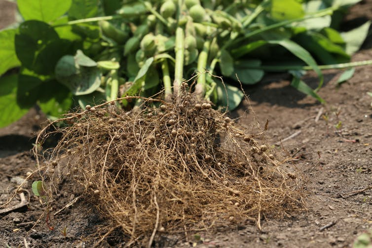 Root nodules in legumes