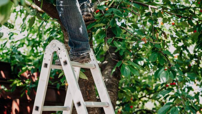 ladder in a fruit tree