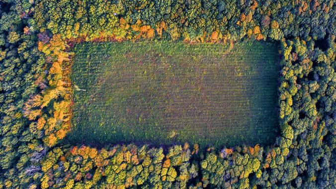 An aerial view of a rectangular area of deforestation