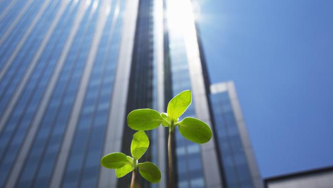 A photograph of a green sprout in front of a building