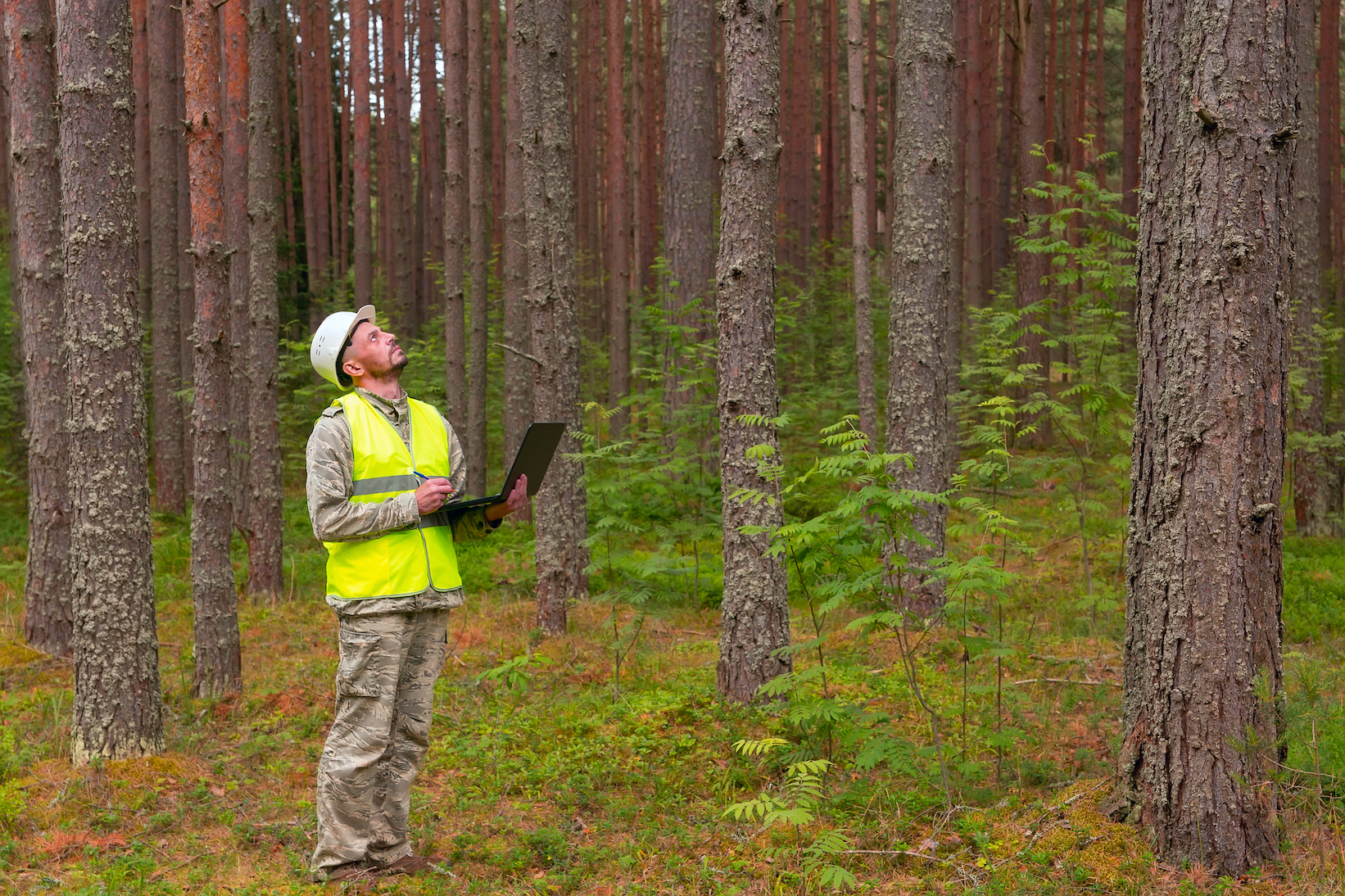 Forest engineer in a working forest